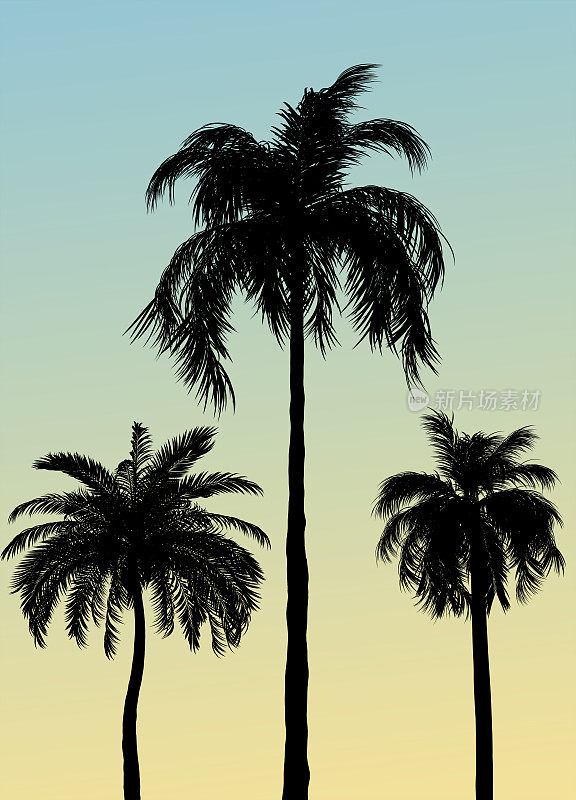 棕榈树的剪影在日落蓝色黄色的夜空- 3D插图